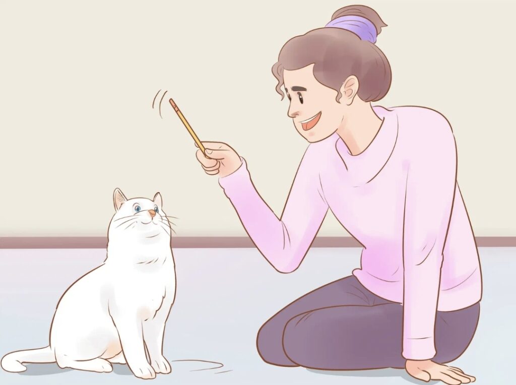 Как научить кошку командам за 15 минут?